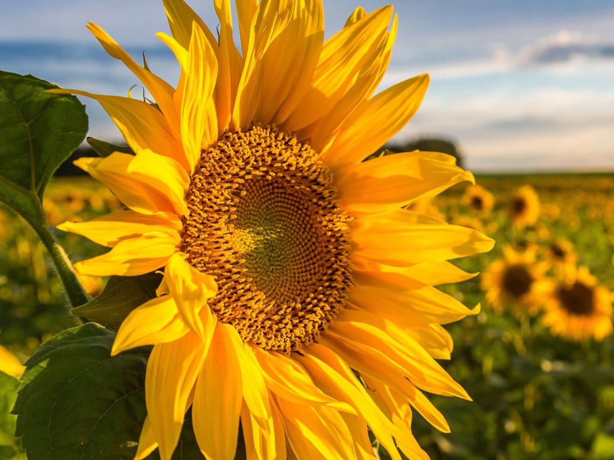 The Sunflower (Part I)