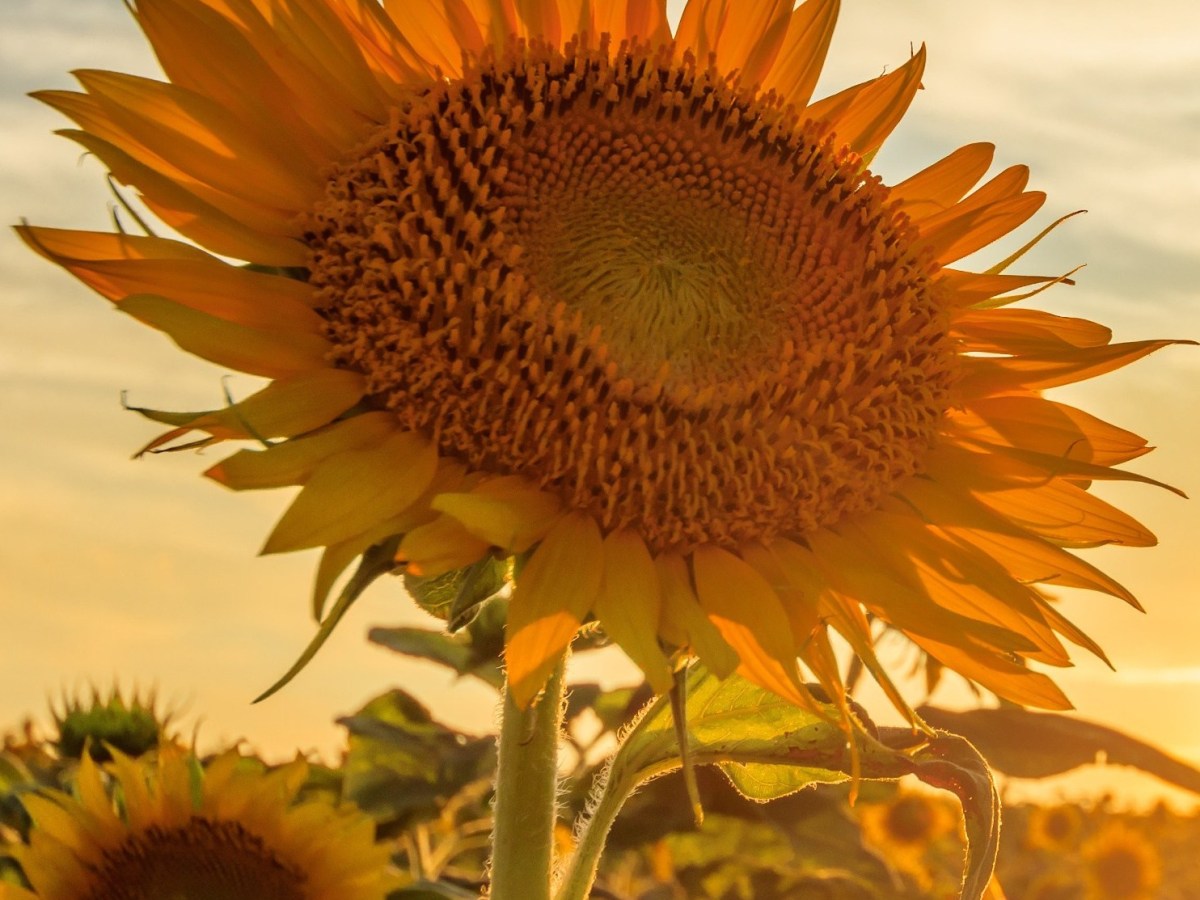 The Sunflower (Part II)